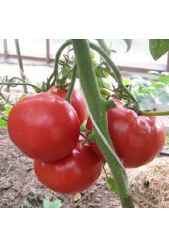 Tomato "Babushkin Secret"